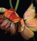 Flower Power